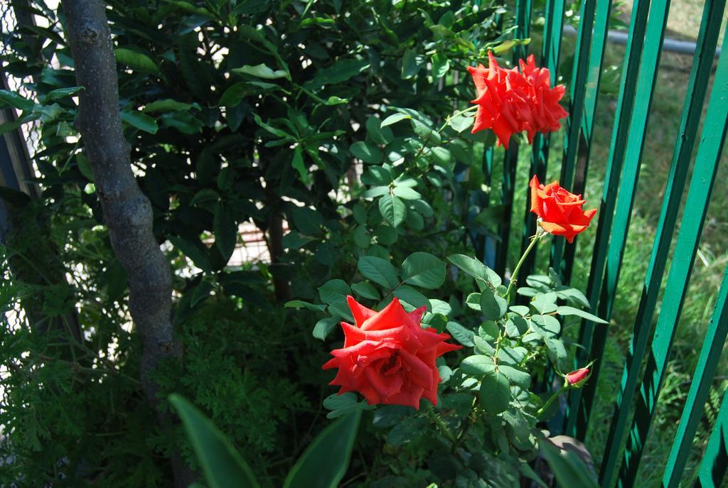 H And H Guesthouse Velipojë Zewnętrze zdjęcie